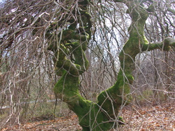 Les FAUX DE VERZY le 18 Mars 2023