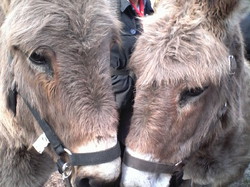 Rando à Ermenonville le 12 Mars 2016