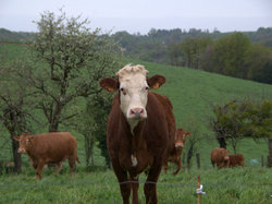 TERROU photos de JFD