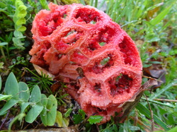 TERROU Photos de Christianne F